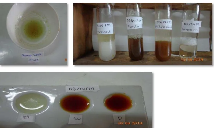 Gambar 4 Hasil uji fitokimia ekstrak kasar buah bakau R.mucronata 