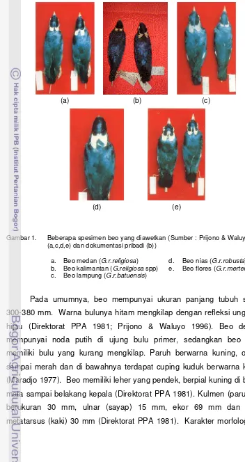Gambar 1. Beberapa spesimen beo yang diawetkan (Sumber : Prijono & Waluyo 1996 