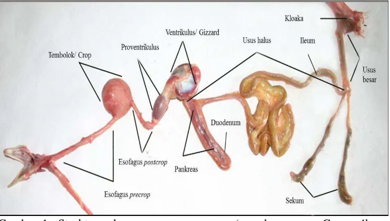 Gambar 1  Struktur saluran pencernaan ayam ( sumber : www.Geauga4h.org/  poultry/chicken_digestion.htm 