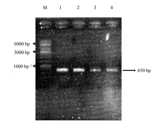 Gambar 2   Produk amplifikasi gen 16S rRNA dari saluran pencernaan ayam Cemani menggunakan primer 27F-FAM dan S-G-Lab 0677R: marker (M), tembolok (1), ventrikulus (2), ileum (3), dan sekum (4) 