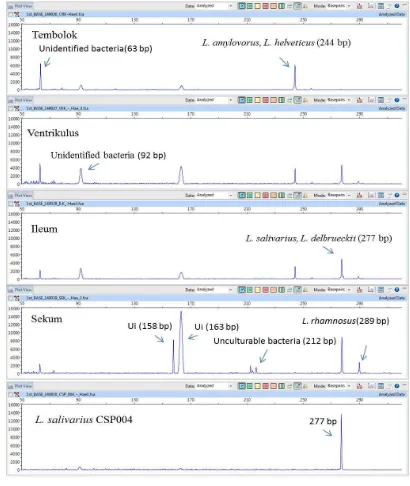 Gambar 3 Profil T-RF BAL dalam saluran pencernaan ayam Cemani yang teridentifikasi berdasar database MiCA3 dan isolat kandidat probiotik L