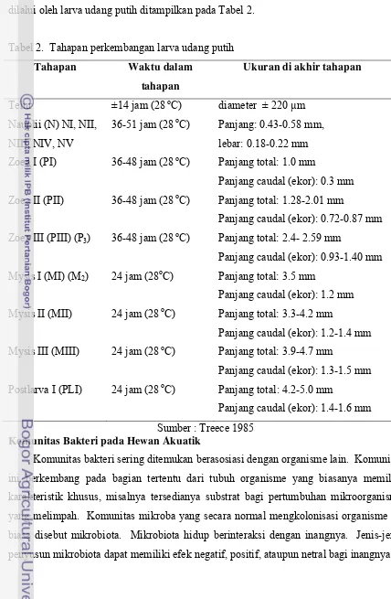 Tabel 2.  Tahapan perkembangan larva udang putih 