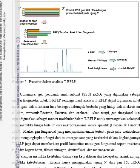 Gambar 2.  Prosedur dalam analisis T-RFLP 