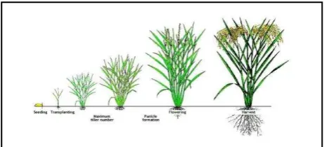 Figure 1. Rice crop stages. Image from the International Rice Research Institute (IRRI)-Rice Knowledge Bank