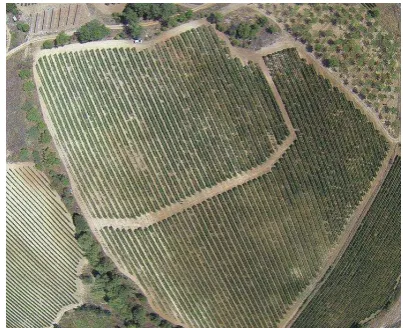 Figure 5. Acquired reflectance from the numerous field observations over Agiorgitiko vines in the Nemea study area