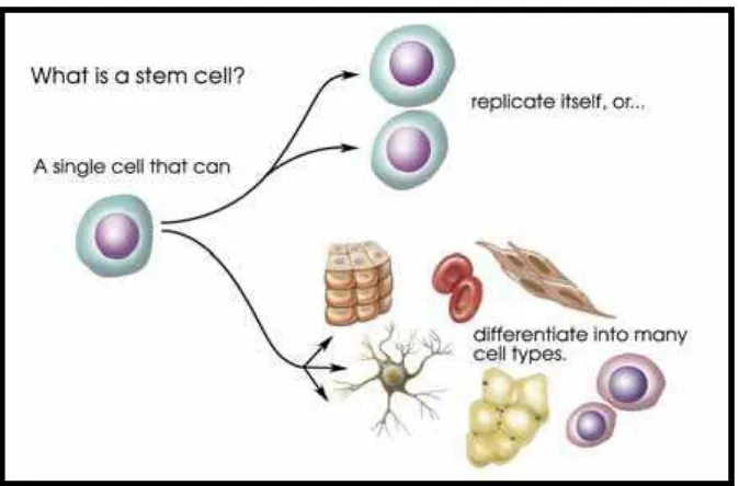 Gambar. 1   Keterangan mengenai sel punca yang mempunyai sifat mereplikasi diri dan berdiferensiasi menjadi sel lain.( The National Academies