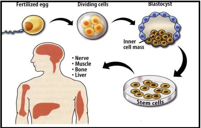 Gambar. 2  Keterangan  gambar  diferensiasi  daripada  sel punca  embrionik (The National Academies