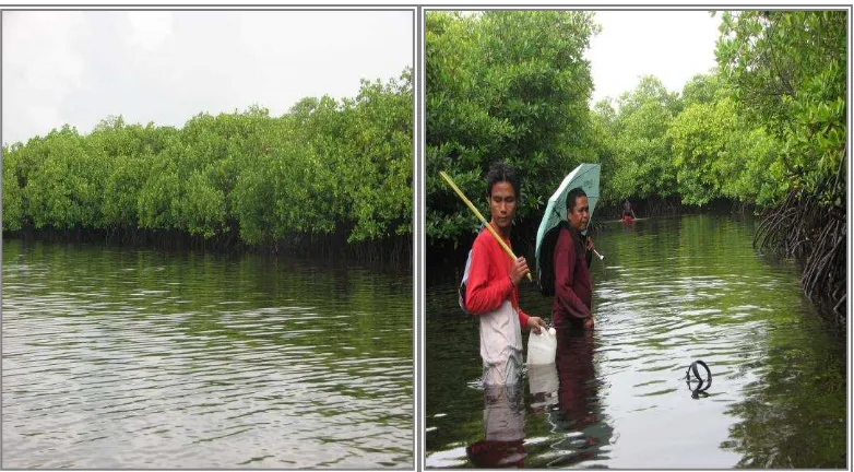 Gambar 10 Komunitas mangrove transek Pulau Kaledupa III : a formasi bagian tengah; b formasi bagian belakang dengan tanda-tanda bekas penebangan