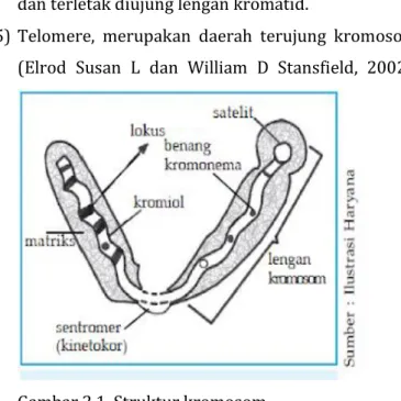 Gambar 2.1. Struktur kromosom  