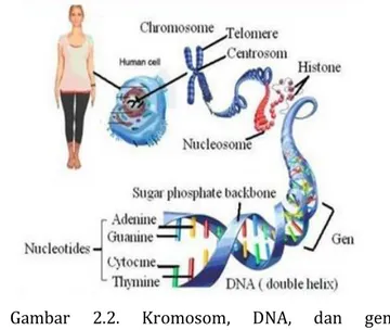 Gambar  2.2.  Kromosom,  DNA,  dan  gen 