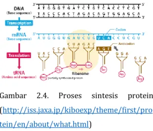Gambar  2.4.  Proses  sintesis  protein  ( http://iss.jaxa.jp/kiboexp/theme/first/pro tein/en/about/what.html ) 