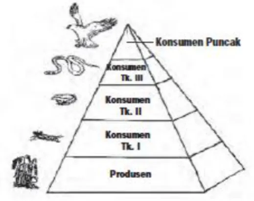 Gambar 2.4 Piramida makanan 