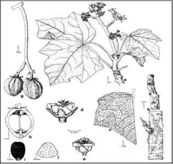 Gambar 1  Perbedaan komponen jarak pagar (J. curcas L.) : a- cabang bunga, b-batang, c-daun, d-bunga jantan, e-bunga betina, f-potongan buah melintang, g-buah, h-potongan buah membujur, i-biji (Heller 1996)  