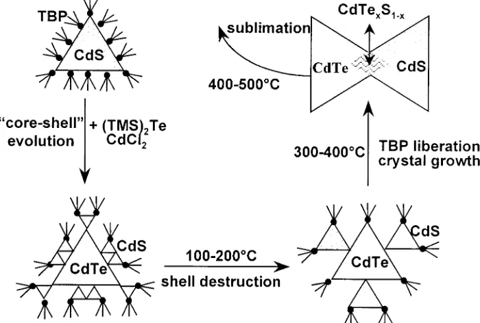 Figure 10. Proposed mechanism of the formation and destruction of strongly photoluminescing CdTe/CdS “core-shell” particles in colloids andfilms.