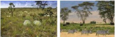 Figure 2. (left) Brazilian cerrado, (right) African savannah. 