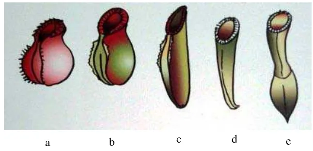 Gambar 4.  Berbagai variasi  bentuk kantung Nepenthes ; a) bentuk tempayan,    b) bentuk telur, c) bentuk silinder, d) bentuk corong, dan                  e) bentuk pinggang