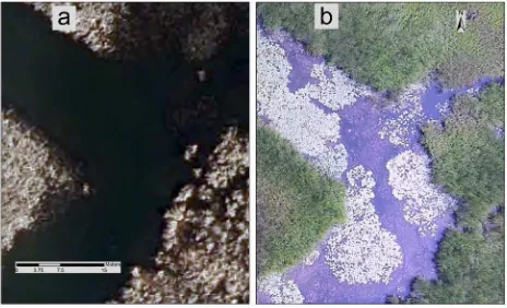 Figure 5: Comparison of a) SWOOP imagery with b) UAV-acquired imagery. Notice details associated with the floating and submersed aquatic vegetation in (b) that is absent in (a)