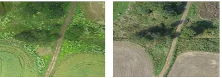 Figure 9 Process of giant hogweed detection from MSS data of  UAV origin, OBIA approach    