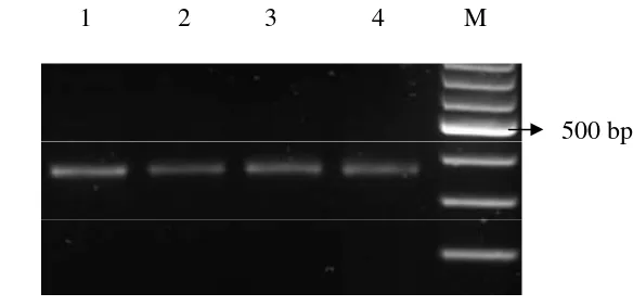 Gambar 5.  Amplifikasi gen AgACT 353 bp.  (1: 0 ppm; 2: 1ppm; 3: 2 ppm, 4: 