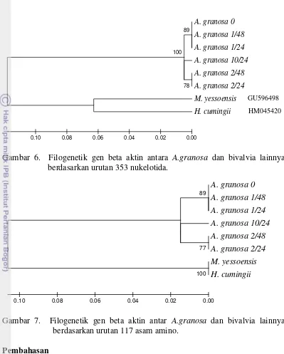 Gambar 6.  Filogenetik gen beta aktin antara A.granosa dan bivalvia lainnya 