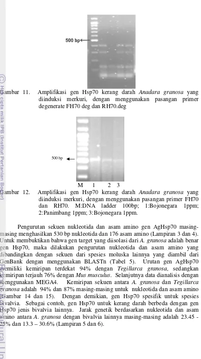 Gambar 11.  Amplifikasiasi gen Hsp70 kerang darah 