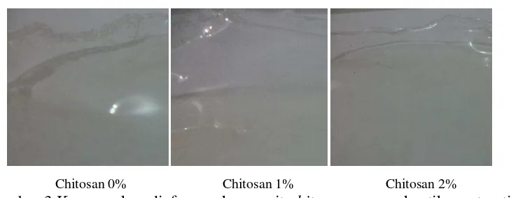 Gambar 3 Kenampakan diafragma komposit chitosan sensor akustik serat optik 