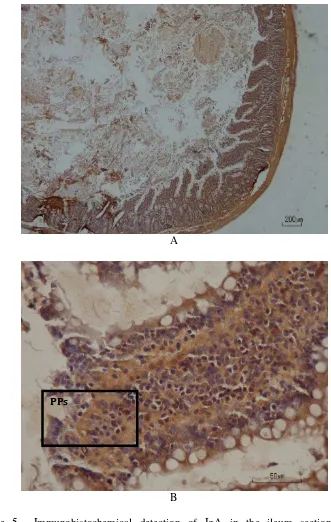 Figure 5  Immunohistochemical detection of IgA in the ileum section of rats 