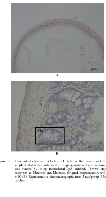 Figure 7  Immunohistochemical detection of IgA in the ileum section of rats 