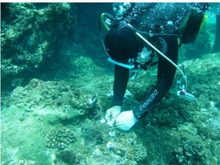 Figure 2. Diving and cleaning waste in Kenting National Park 