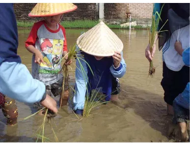 Gambar 3: Salah satu dari guru mencontohkan cara menanam padi disawah  