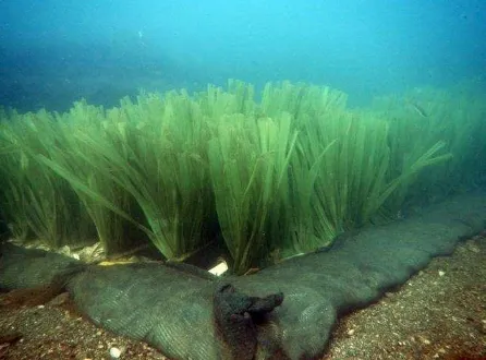 Figure 6. An artificial seagrass mat on the seabed. The plastic fronds work in two ways; catch sediment suspended in the water column and creat a burial mount or if there is no sediment transport they can slow down water currents