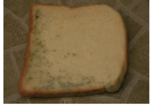 Gambar  4.7 Contoh roti yang  sudah berjamur 