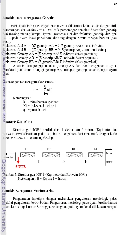 Gambar 5. Struktur gen IGF-1 (Kajimoto dan Rotwein 1991). 
