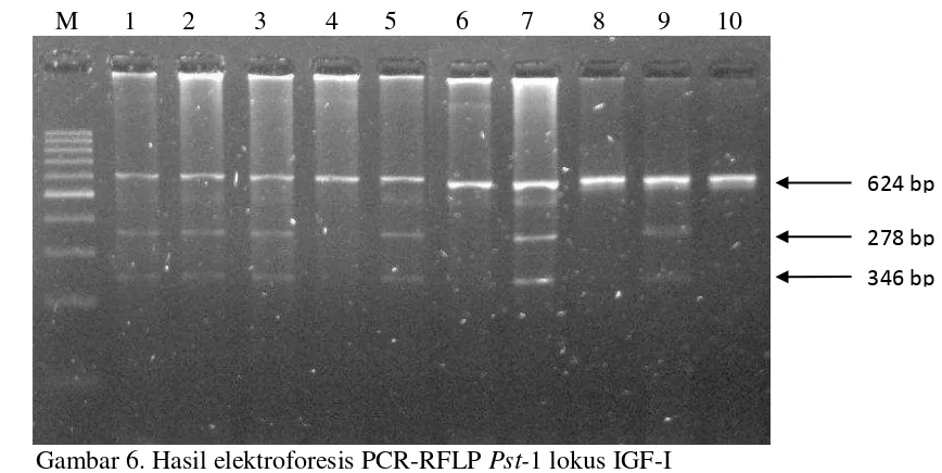 Tabel 8. Frekuensi alel, frekwensi genotip dan heterozigositas terhadap genotip 