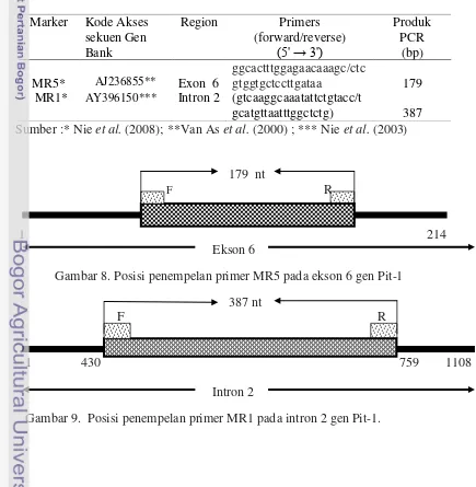Tabel 12. Primer spesifik (MR1 dan MR5) ekson 6 dan intron 2 gen Pit-1. 