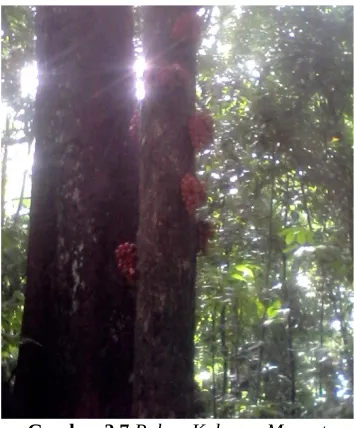 Gambar 2.6 Pohon nyamplung
