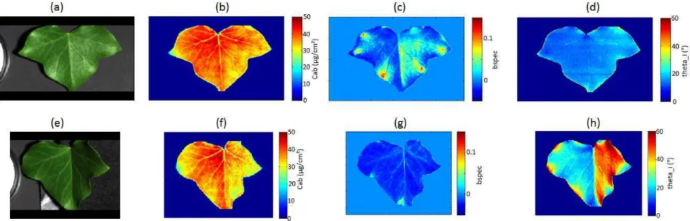 Figure 2: Estimated maps obtained with the radiance model and on the same leaf in ﬂat (a-d) and 40o tilted (e-h) positions: (a) and (e)RGB images, (b) and (f) Cab estimated maps, (c) and (g) bspec estimated maps, (d) and (h) θi estimated maps.