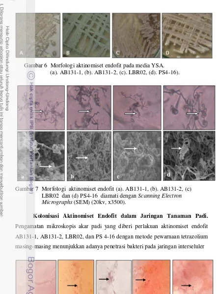 Gambar 7  Morfologi  aktinomiset endofit (a). AB131-1, (b). AB131-2, (c)   