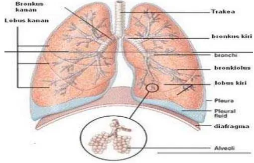 Gambar 9  Alveolus dan kapiler darah tempat difusi oksigen dan karbon dioksida        (Sumber: Campbell et al