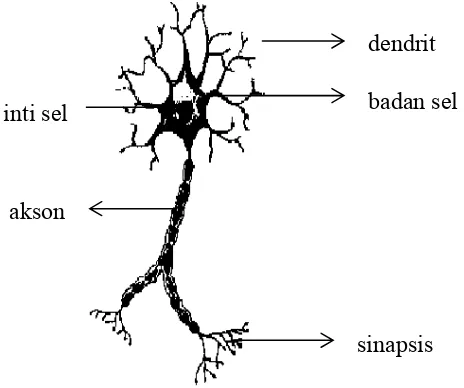 Gambar 4.  Susunan neuron manusia (a) 