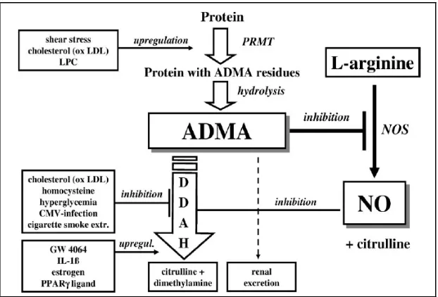 Gambar 2.1 Metabolisme ADMA dan mekanisme penghambatan degradasi 