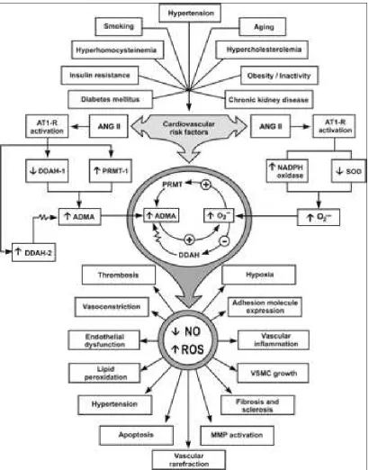 Gambar 2.3 Hubungan ADMA dan berbagai faktor resiko penyakit kardiovaskular.26 