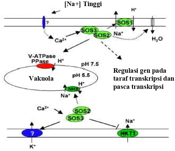 Gambar 4SOS pathway berperanan dalam homeostasis ion pada saat stres oleh untuk menjaga kesetimbangan ion atau ekspresi gen