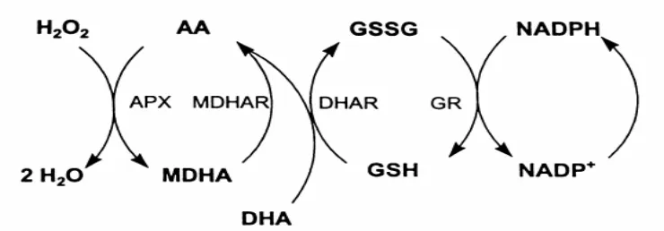 Gambar 7. Halliwell-Asada pathway (Siklus Askorbat-glutathione).  APX,  ascorbat-peroksidase; MDHAR, monodehidroaskorbat reduktase; DHAR, dehidroaskorbat reduktase; GR, glutathion reduktase (May et al 1998)  