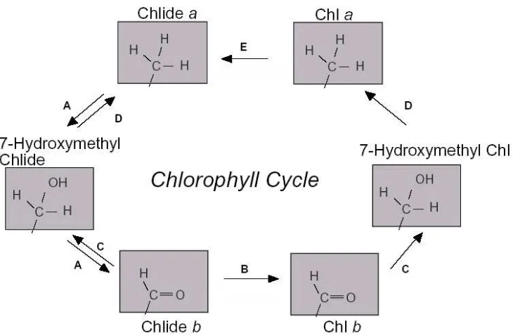 Gambar 10. Sebuah model yang diusulkan untuk siklus klorofil. Klorofil a hydroxymethyl-chlorophyllide (tengah kiri) oleh CAO (A)