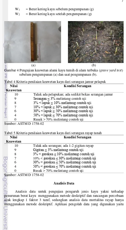 Gambar 4 Pengujian keawetan alami kayu tumih di alam terbuka (grave yard test) 