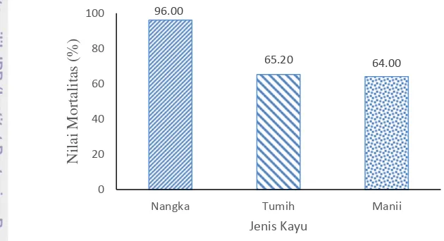 Gambar 6 Persentase mortalitas rayap kayu kering pada kayu manii, kayu nangka dan kayu tumih