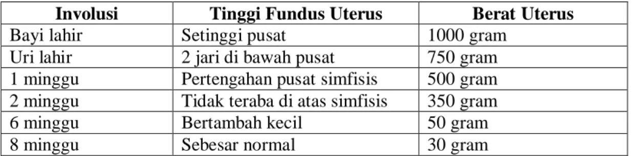 Tabel 2.  Tinggi Fundus dan Berat Uterus menurut Masa Involusi  Involusi  Tinggi Fundus Uterus  Berat Uterus 