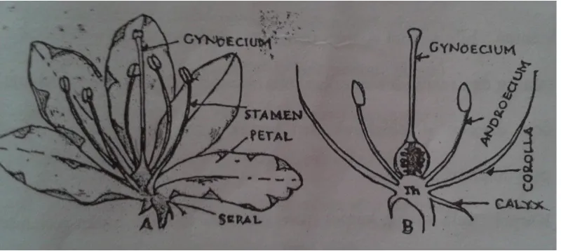 Gambar 12. Bagian-bagian Bunga (Dutta, 1968).