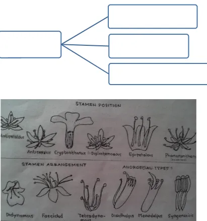 Gambar 14. Stamen (Des, dkk, 2013).